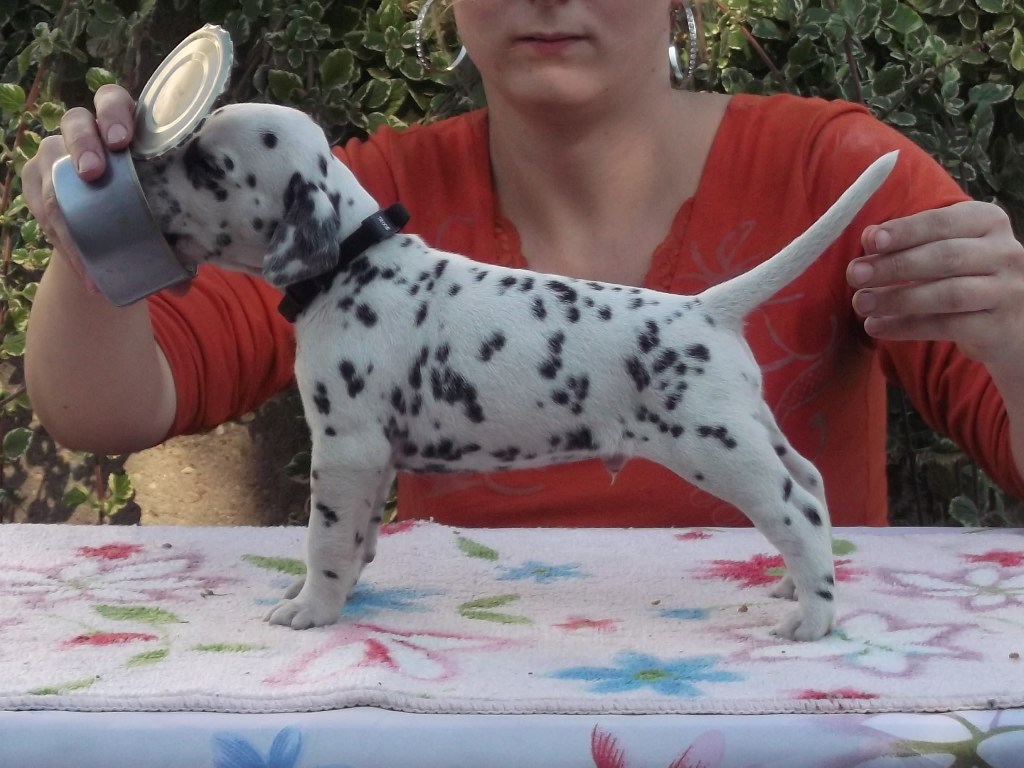 dalmata